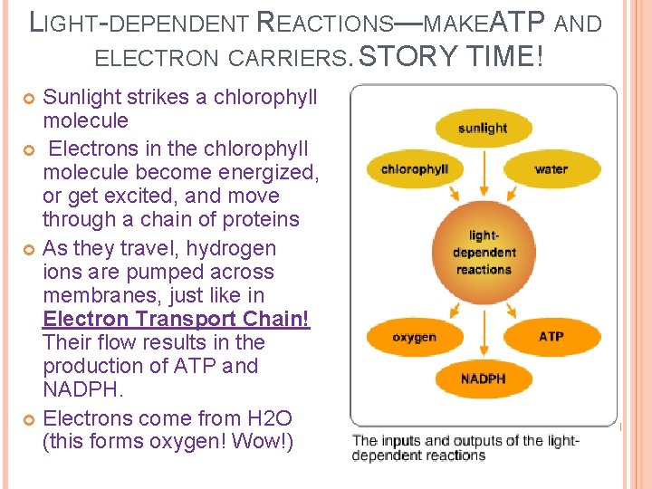 LIGHT-DEPENDENT REACTIONS—MAKEATP AND ELECTRON CARRIERS. STORY TIME! Sunlight strikes a chlorophyll molecule Electrons in