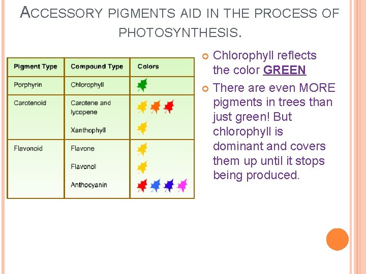 ACCESSORY PIGMENTS AID IN THE PROCESS OF PHOTOSYNTHESIS. Chlorophyll reflects the color GREEN There