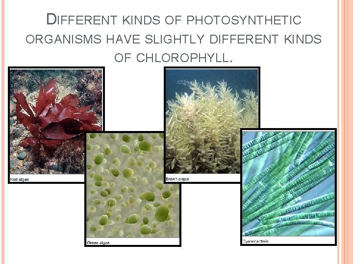 DIFFERENT KINDS OF PHOTOSYNTHETIC ORGANISMS HAVE SLIGHTLY DIFFERENT KINDS OF CHLOROPHYLL. 