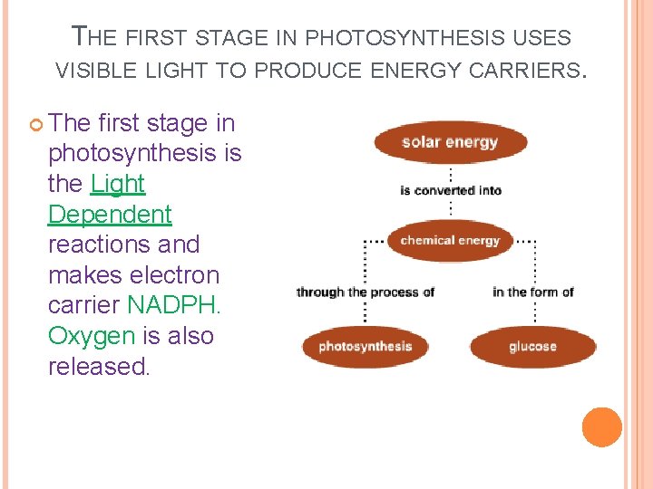 THE FIRST STAGE IN PHOTOSYNTHESIS USES VISIBLE LIGHT TO PRODUCE ENERGY CARRIERS. The first