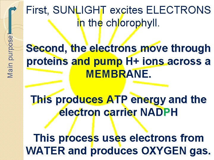 Main purpose! First, SUNLIGHT excites ELECTRONS in the chlorophyll. Second, the electrons move through