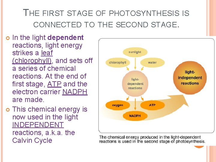 THE FIRST STAGE OF PHOTOSYNTHESIS IS CONNECTED TO THE SECOND STAGE. In the light