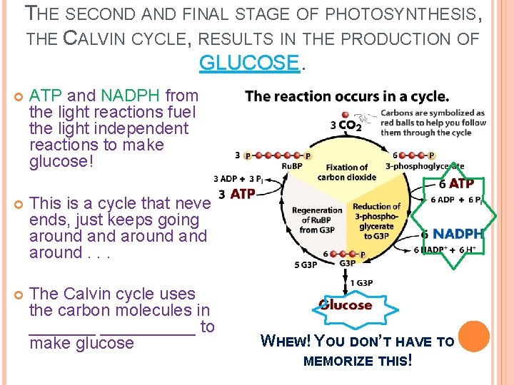 THE SECOND AND FINAL STAGE OF PHOTOSYNTHESIS, THE CALVIN CYCLE, RESULTS IN THE PRODUCTION