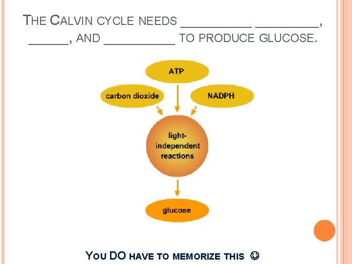 THE CALVIN CYCLE NEEDS _____, _____, AND _____ TO PRODUCE GLUCOSE. YOU DO HAVE