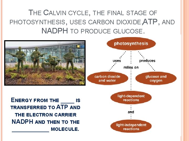 THE CALVIN CYCLE, THE FINAL STAGE OF PHOTOSYNTHESIS, USES CARBON DIOXIDE, ATP, AND NADPH