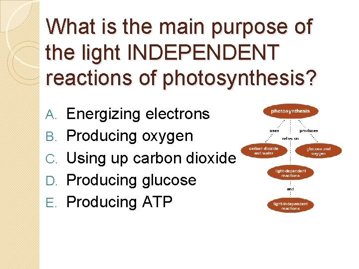 What is the main purpose of the light INDEPENDENT reactions of photosynthesis? A. B.