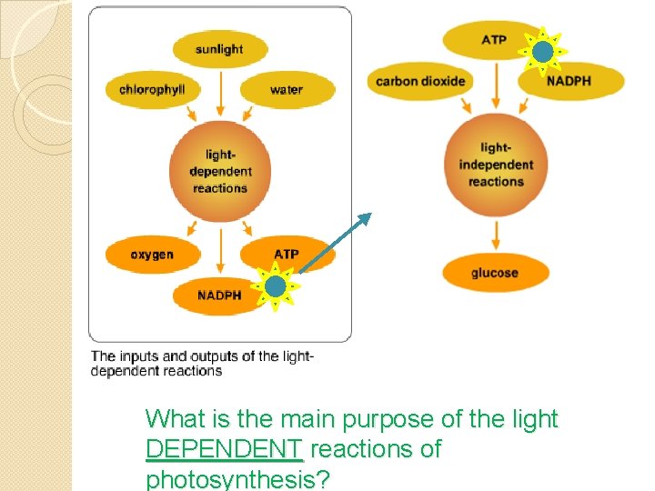 What is the main purpose of the light DEPENDENT reactions of photosynthesis? 