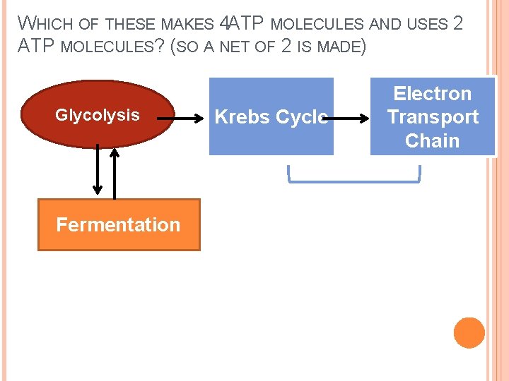 WHICH OF THESE MAKES 4 ATP MOLECULES AND USES 2 ATP MOLECULES? (SO A