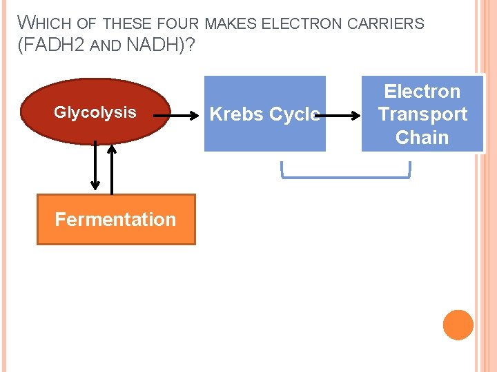 WHICH OF THESE FOUR MAKES ELECTRON CARRIERS (FADH 2 AND NADH)? Glycolysis Fermentation Krebs