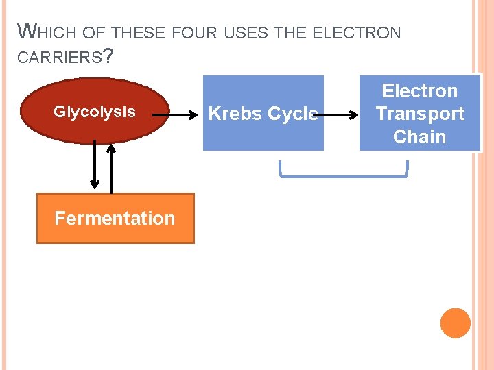 WHICH OF THESE FOUR USES THE ELECTRON CARRIERS? Glycolysis Fermentation Krebs Cycle Electron Transport