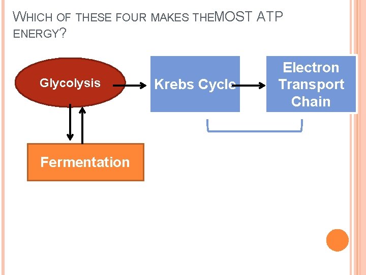 WHICH OF THESE FOUR MAKES THEMOST ATP ENERGY? Glycolysis Fermentation Krebs Cycle Electron Transport