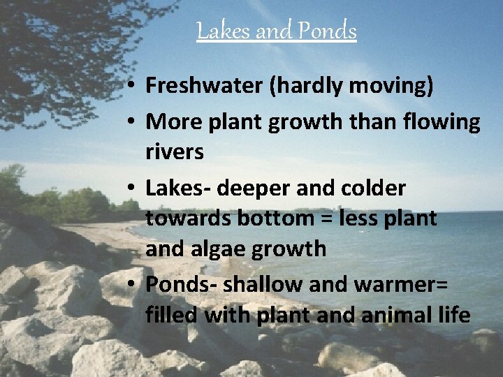 Lakes and Ponds • Freshwater (hardly moving) • More plant growth than flowing rivers