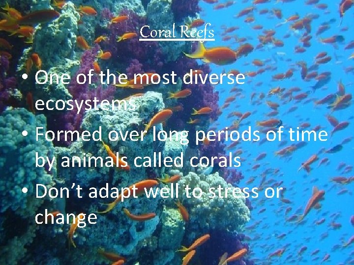 Coral Reefs • One of the most diverse ecosystems • Formed over long periods