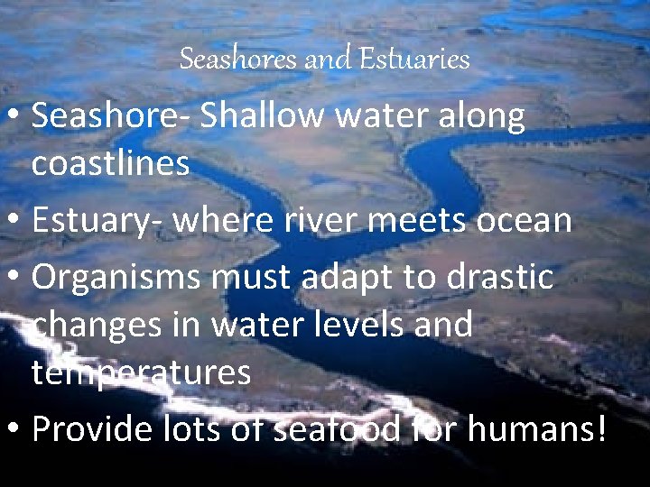 Seashores and Estuaries • Seashore- Shallow water along coastlines • Estuary- where river meets