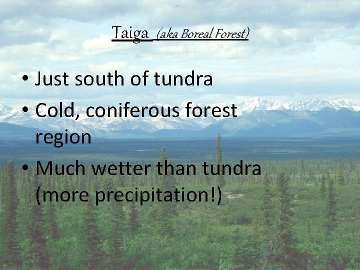 Taiga (aka Boreal Forest) • Just south of tundra • Cold, coniferous forest region