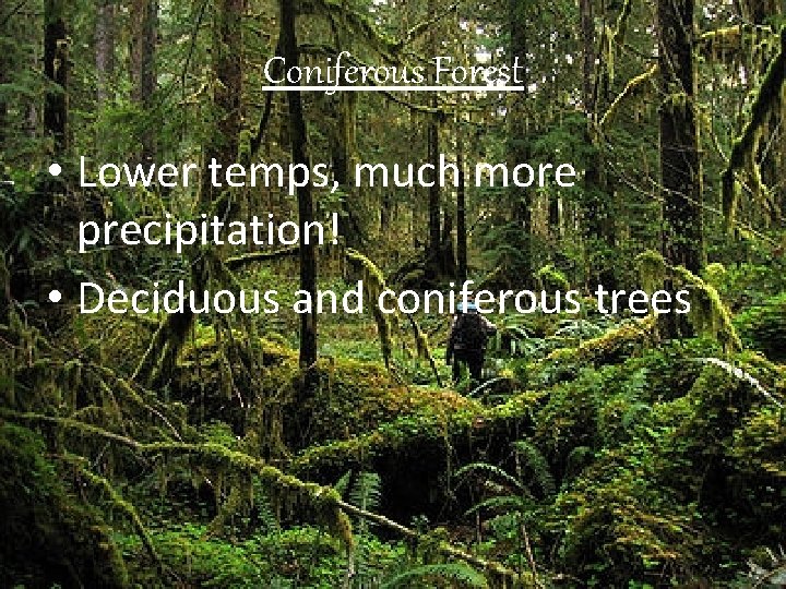 Coniferous Forest • Lower temps, much more precipitation! • Deciduous and coniferous trees 