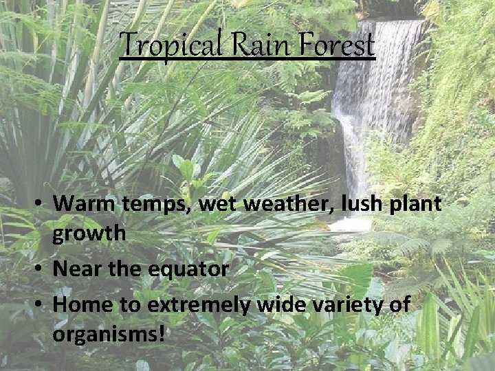 Tropical Rain Forest • Warm temps, wet weather, lush plant growth • Near the