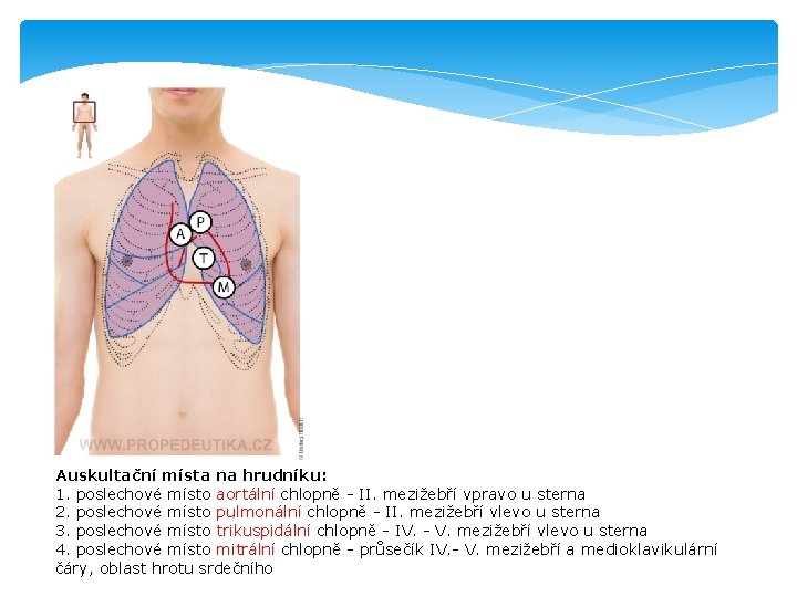 Auskultační místa na hrudníku: 1. poslechové místo aortální chlopně - II. mezižebří vpravo u