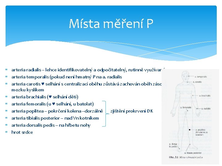 Místa měření P arteria radialis – lehce identifikovatelný a odpočitatelný, rutinně využívaný arteria temporalis