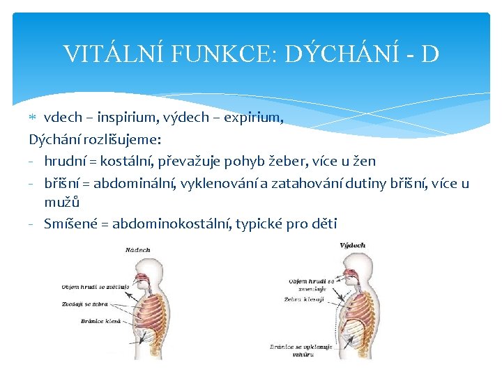 VITÁLNÍ FUNKCE: DÝCHÁNÍ - D vdech – inspirium, výdech – expirium, Dýchání rozlišujeme: -