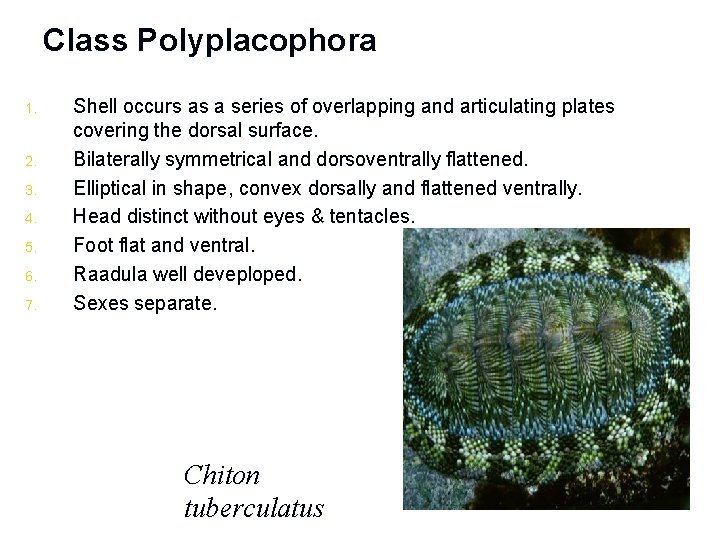 Class Polyplacophora 1. 2. 3. 4. 5. 6. 7. Shell occurs as a series