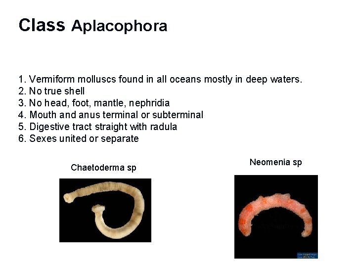 Class Aplacophora 1. Vermiform molluscs found in all oceans mostly in deep waters. 2.
