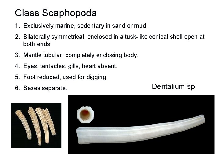 Class Scaphopoda 1. Exclusively marine, sedentary in sand or mud. 2. Bilaterally symmetrical, enclosed