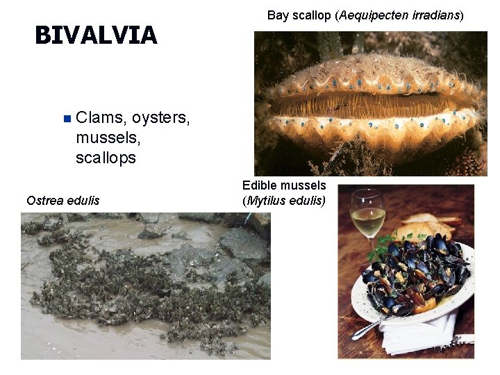 BIVALVIA Bay scallop (Aequipecten irradians) n Clams, oysters, mussels, scallops Ostrea edulis Edible mussels