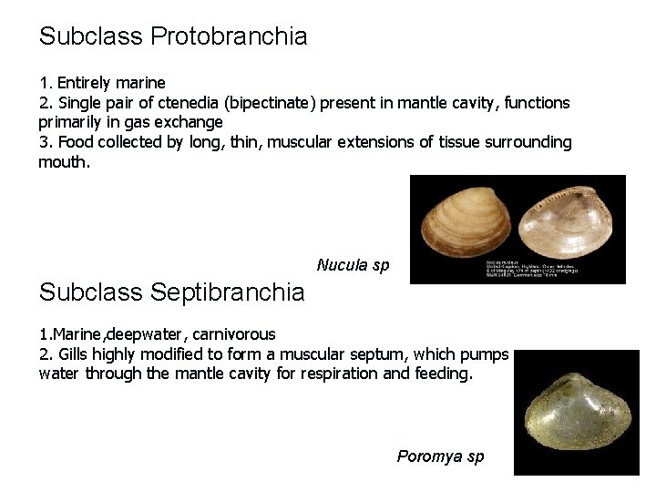 Subclass Protobranchia 1. Entirely marine 2. Single pair of ctenedia (bipectinate) present in mantle