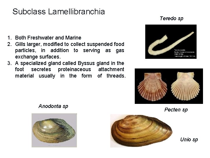 Subclass Lamellibranchia Teredo sp 1. Both Freshwater and Marine 2. Gills larger, modified to