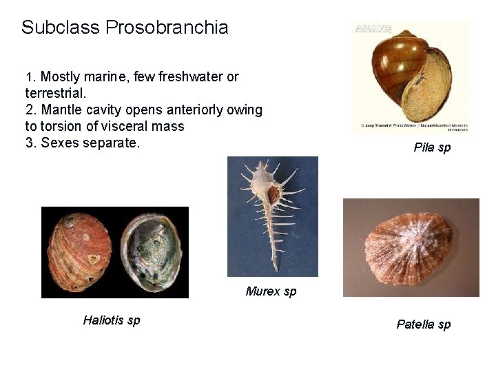 Subclass Prosobranchia 1. Mostly marine, few freshwater or terrestrial. 2. Mantle cavity opens anteriorly