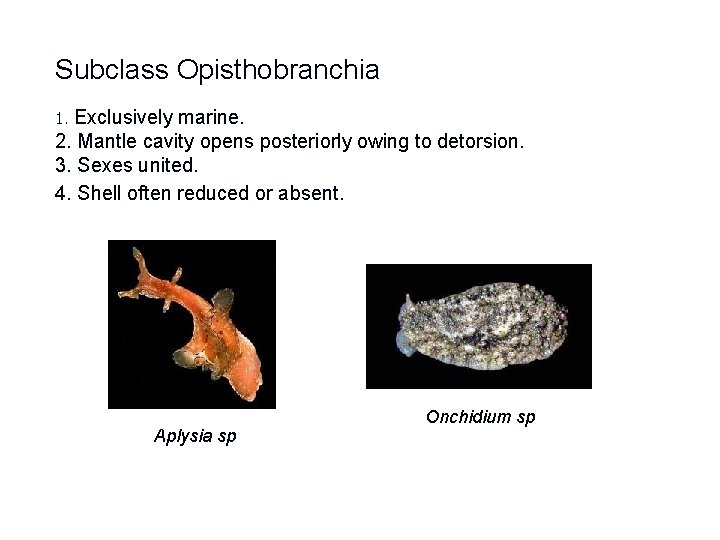 Subclass Opisthobranchia Exclusively marine. 2. Mantle cavity opens posteriorly owing to detorsion. 3. Sexes