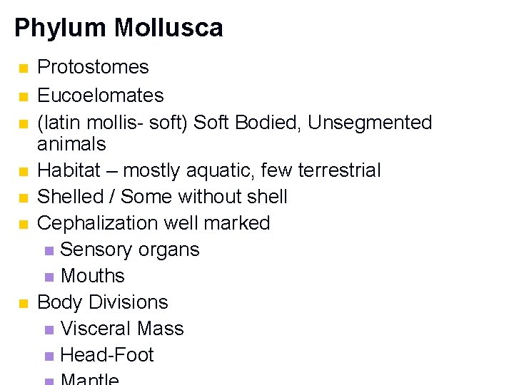 Phylum Mollusca n n n n Protostomes Eucoelomates (latin mollis- soft) Soft Bodied, Unsegmented
