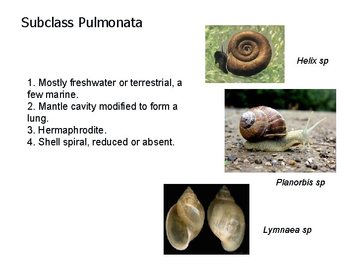 Subclass Pulmonata Helix sp 1. Mostly freshwater or terrestrial, a few marine. 2. Mantle