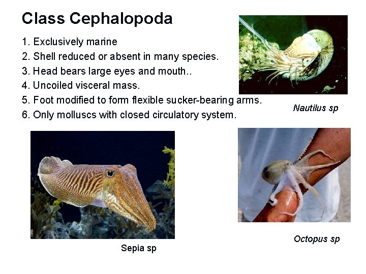 Class Cephalopoda 1. Exclusively marine 2. Shell reduced or absent in many species. 3.