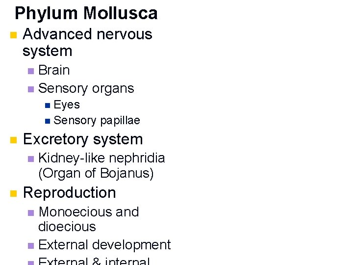 Phylum Mollusca n Advanced nervous system Brain n Sensory organs n n Eyes n