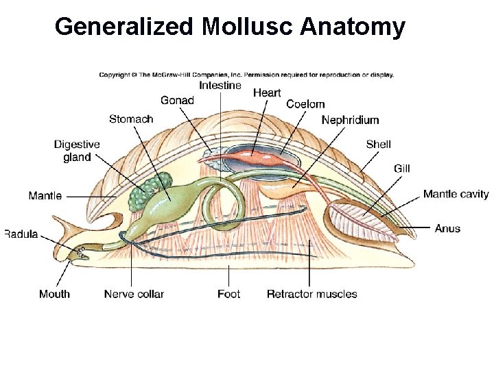 Generalized Mollusc Anatomy 
