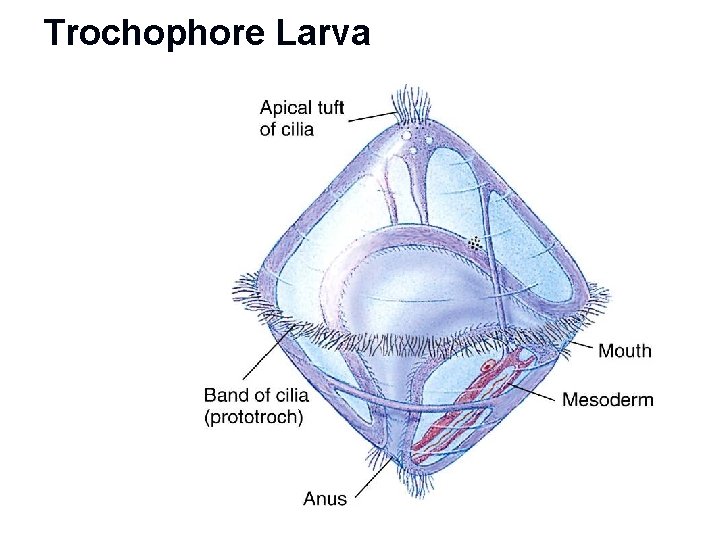 Trochophore Larva 