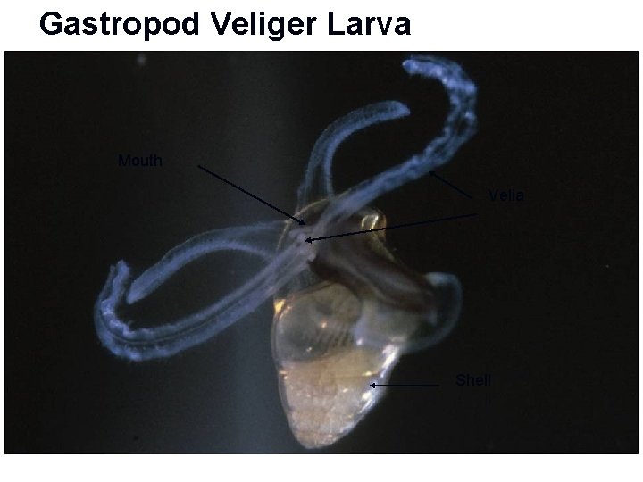 Gastropod Veliger Larva Mouth Velia Shell 