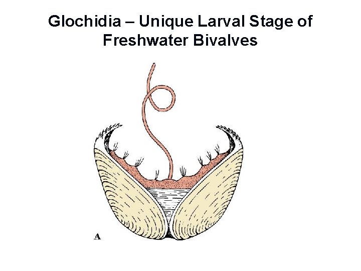 Glochidia – Unique Larval Stage of Freshwater Bivalves 