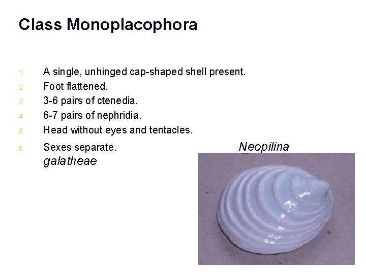 Class Monoplacophora 5. A single, unhinged cap-shaped shell present. Foot flattened. 3 -6 pairs