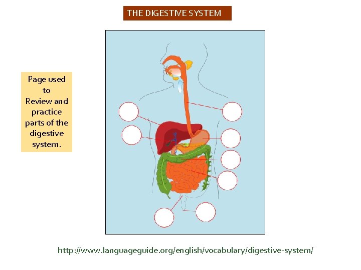 THE DIGESTIVE SYSTEM Page used to Review and practice parts of the digestive system.