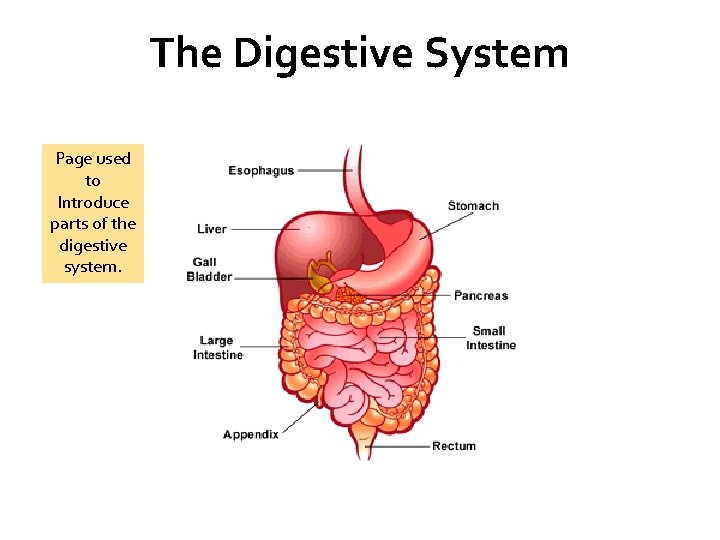 The Digestive System Page used to Introduce parts of the digestive system. 