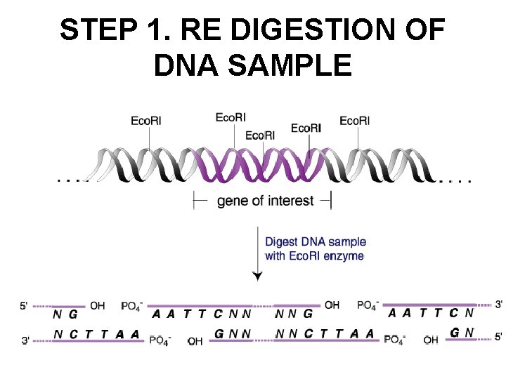 STEP 1. RE DIGESTION OF DNA SAMPLE 