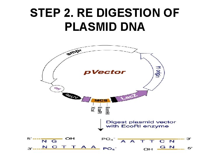 STEP 2. RE DIGESTION OF PLASMID DNA 