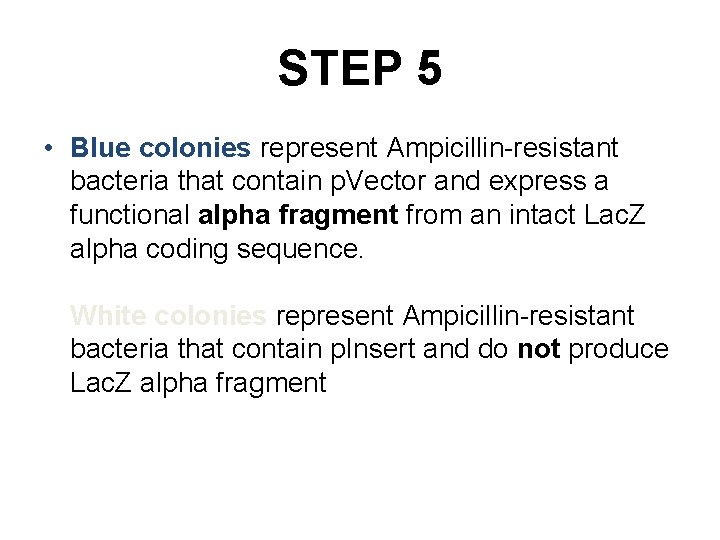 STEP 5 • Blue colonies represent Ampicillin-resistant bacteria that contain p. Vector and express