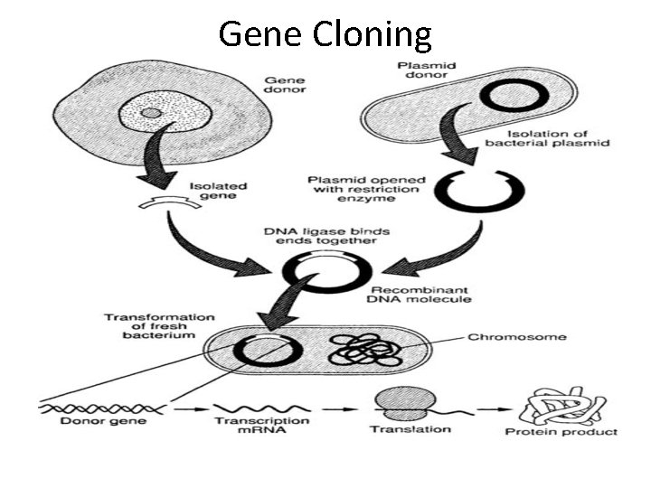 Gene Cloning 