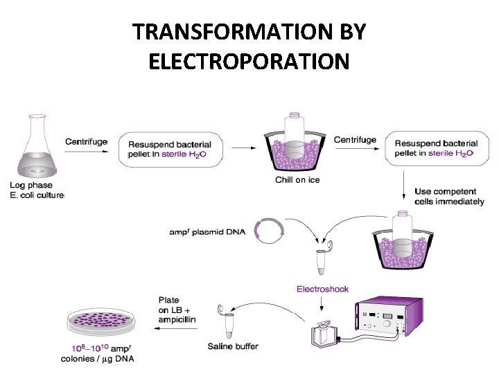 TRANSFORMATION BY ELECTROPORATION 
