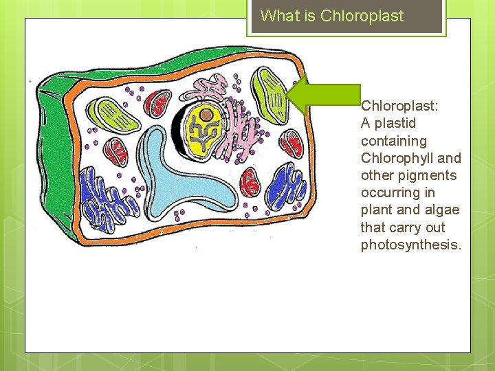 What is Chloroplast: A plastid containing Chlorophyll and other pigments occurring in plant and