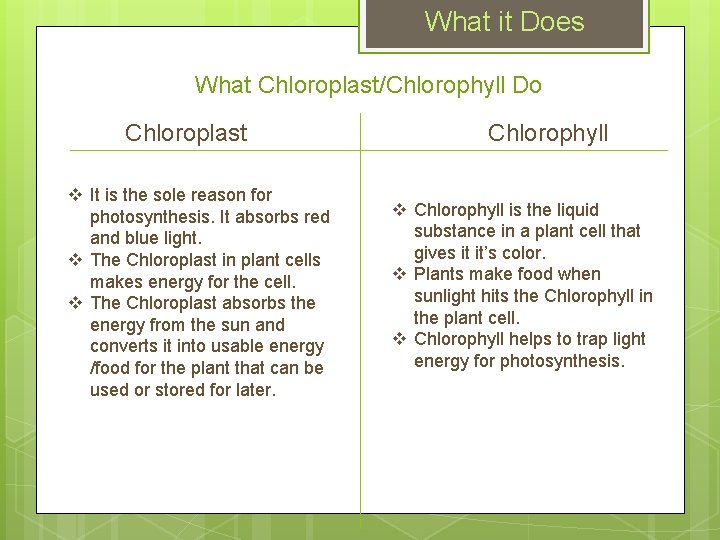 What it Does What Chloroplast/Chlorophyll Do Chloroplast v It is the sole reason for